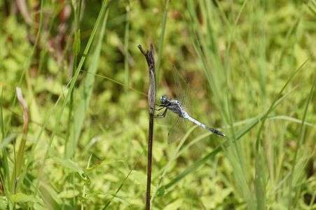 シオカラトンボ