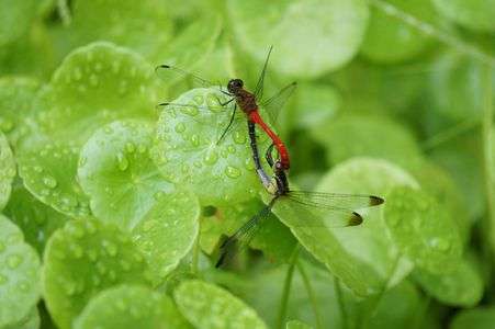 マユタテアカネのペア