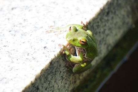 池の淵のモリアオガエル