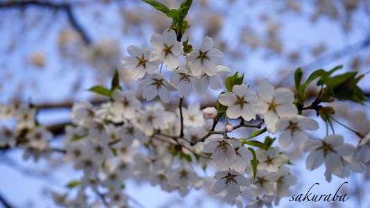 北海道の短い桜