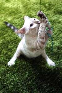 猫じゃらし、つかまえたよぉ〜