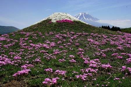 朝霧高原　芝桜祭り