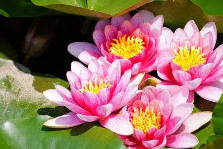 すいれん、初夏の日差しの中で