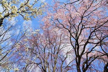みずほのエコパークで桜開花