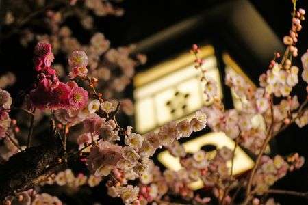 夜桜ならぬ夜梅