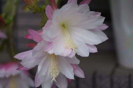 クジャクサボテン