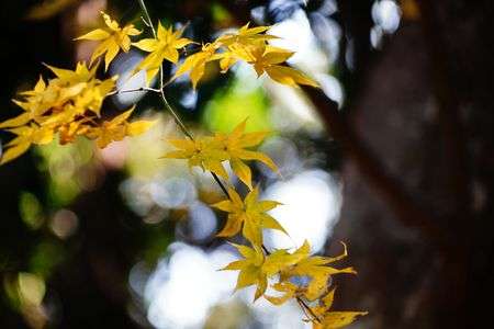 黄色に染まったもみじ