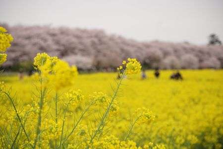 権現堂桜堤