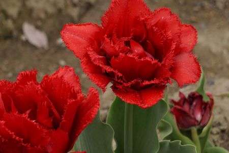 ライオンキング