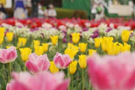 チューリップ畑