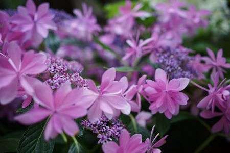 白山神社の紫陽花