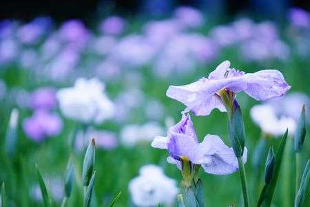 花しょうぶまつりがはじまりました♪