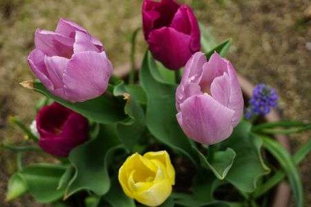 チューリップの姉妹