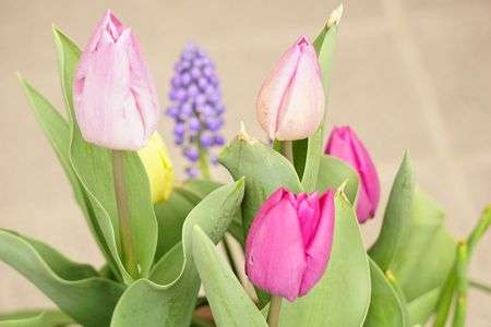 チューリップの絵(？）です