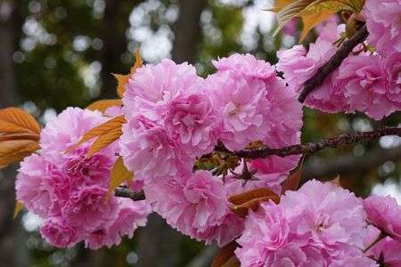 近所の公園の八重桜