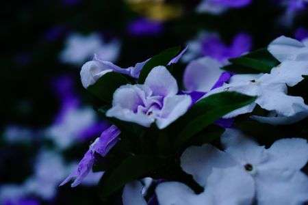 母のニオイバンマツリ