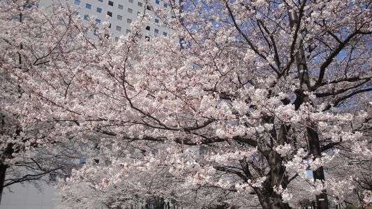 2012 Spring has come 2