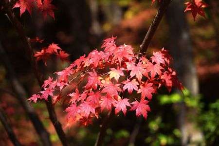 光を受けて…耀く紅葉