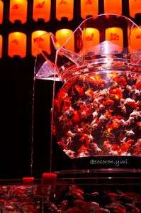 アートアクアリウム