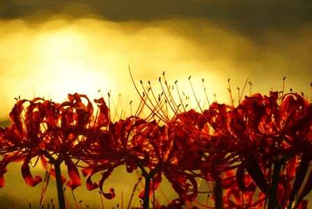 夕暮れ時の曼珠沙華