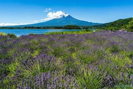 富士河口湖温泉郷 2025河口湖ハーブフェスティバル
