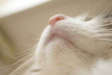 見上げてごらん