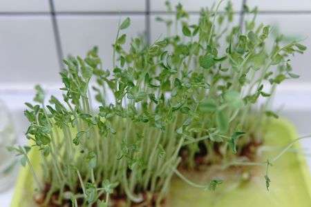 豆苗の再生〜キッチン栽培