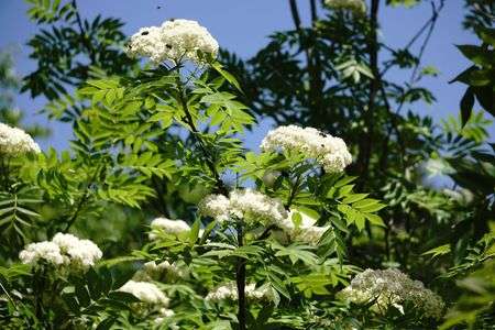 ナナカマド (七竈)