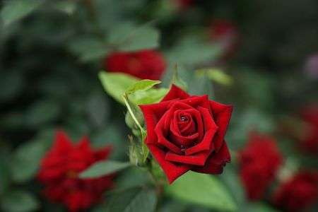 薔薇に包まれた一滴の雫