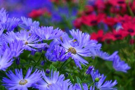 春の彩り～サイネリア～