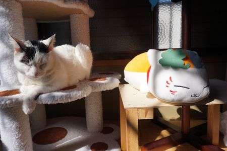 休日くつろぐ猫達