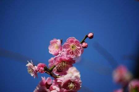 α cafe体験会で　さくらの撮影方法を座学で学びました。(今回は梅の花を撮影)