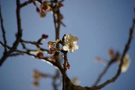 α cafe体験会でサクラの撮影方法を座学で学びました。(今回は、サクラを撮影)