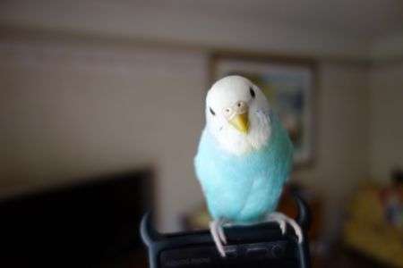 こじろーくん（♀）