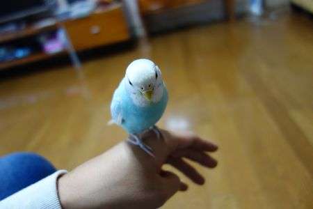 こじろーくん（♀）