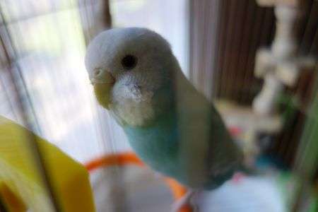 こじろーくん（♀）