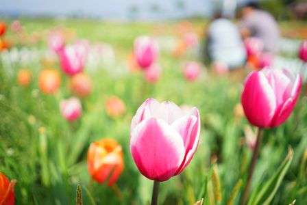 チューリップな季節