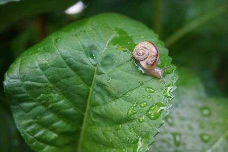 ベビーマイマイ