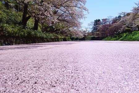 弘前さくらまつりの花筏