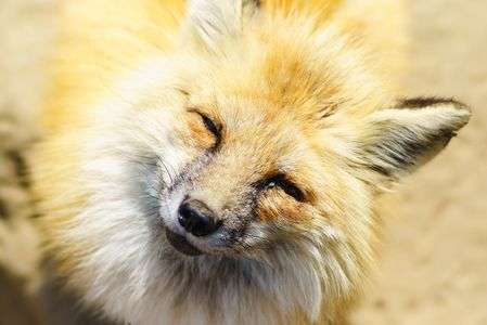 （おやつちょうだい！）