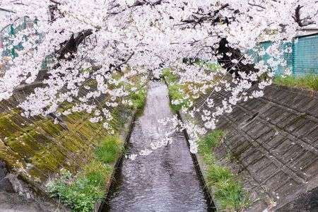 二ヶ領用水の桜（2016）