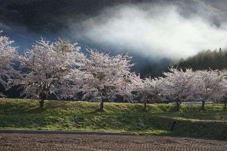サクラ　予想外の出来事