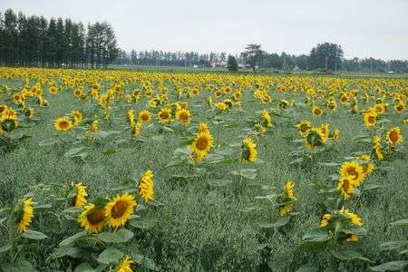 燕麦と向日葵２