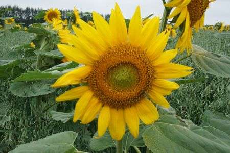 ひまわりと燕麦　夏