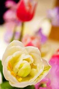 αCafe体験会（大阪）＠花をマクロで～八重のチューリップと春の花～