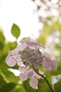 αアカデミー（大阪）@吉村玲一の花撮影講座～森の中の紫陽花