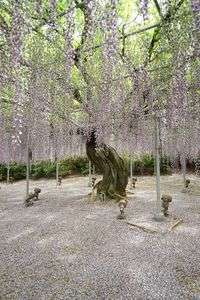 足利フラワーパーク