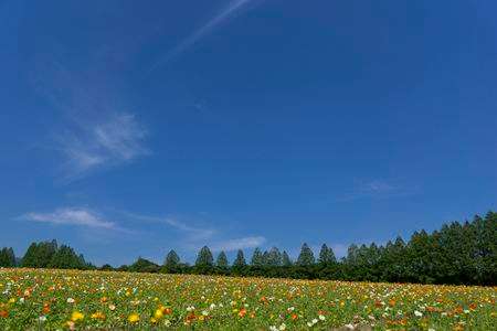 あおぞらのした