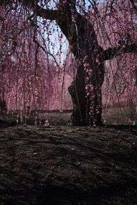 枝垂れ梅見ごろになりました