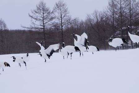 タンチョツル風雪の中